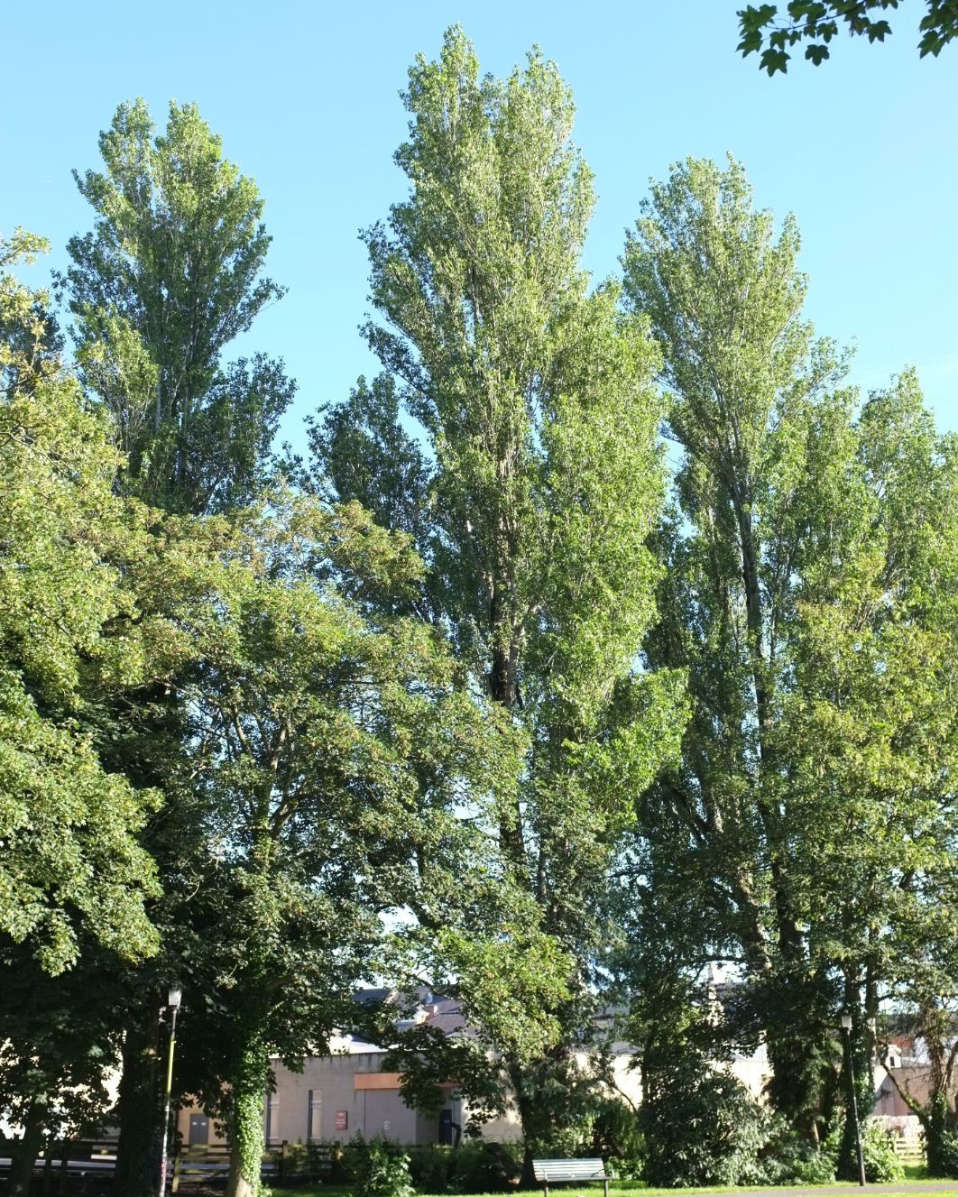 Reunis sous la canopee 2024 Populus nigra uai - OneAction