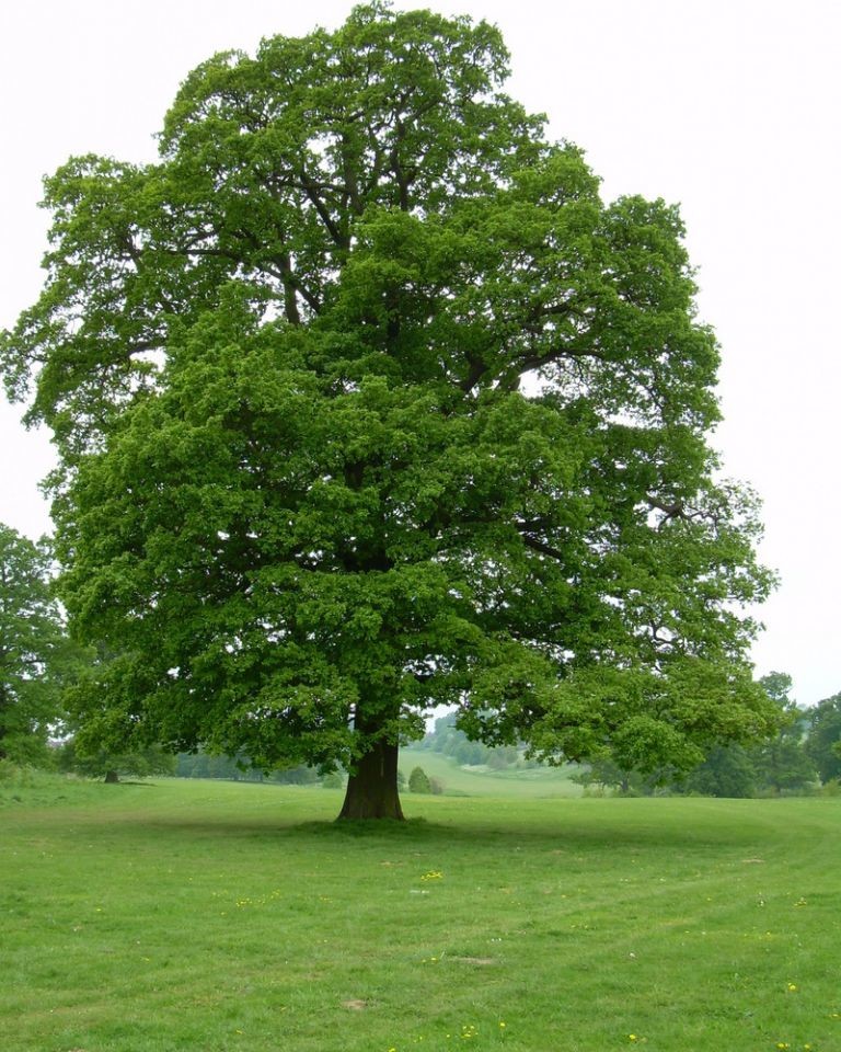 Reunis sous la canopee 2024 Quercus petraea uai - OneAction