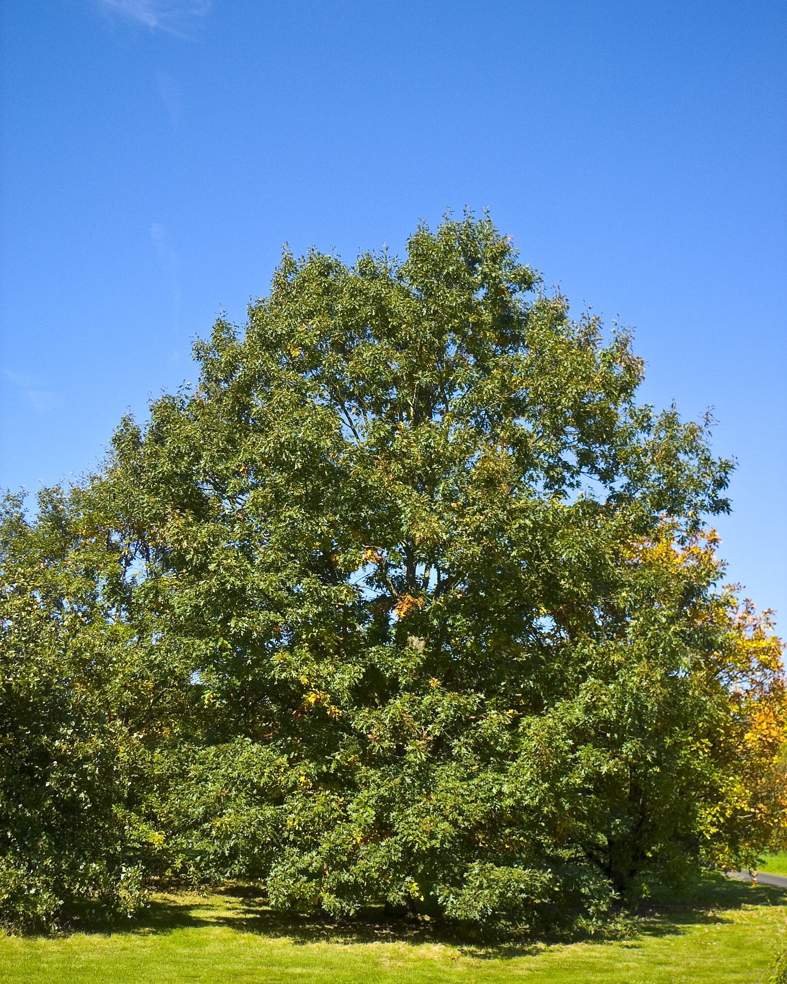 Reunis sous la canopee 2024 Quercus velutina uai - OneAction