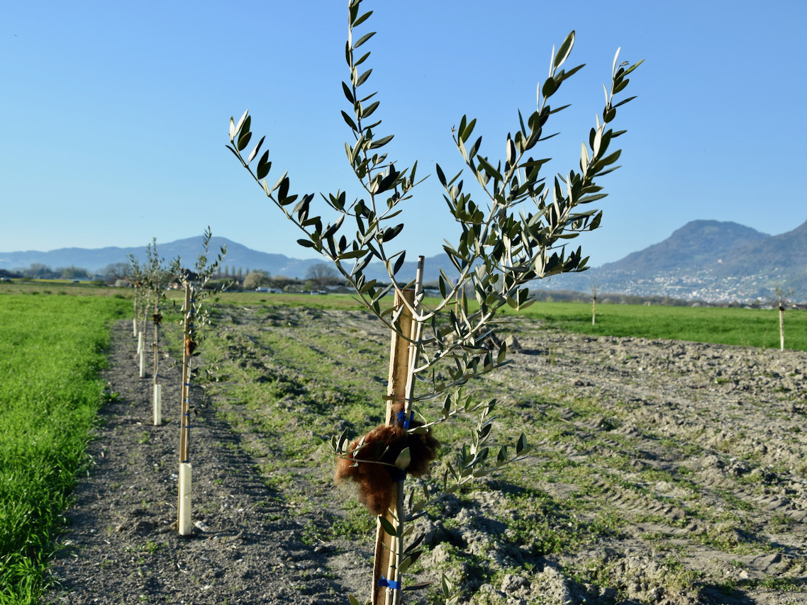 Imports 25 of 26 uai - OneAction